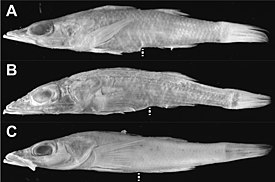 Ylinnä lapasimppu (Parabembras curtus), keskellä isolapasimppu (P. robinsoni) ja alinna P. multisquamata