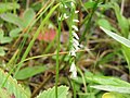 Spiranthes lacera