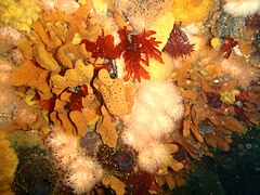 Sponges and soft corals