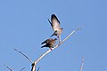 Spot-winged Pigeon (Patagioenas maculosa) (8077552700).jpg