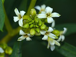 Spurge Flax (Daphne gnidium) flowers (15886195266)