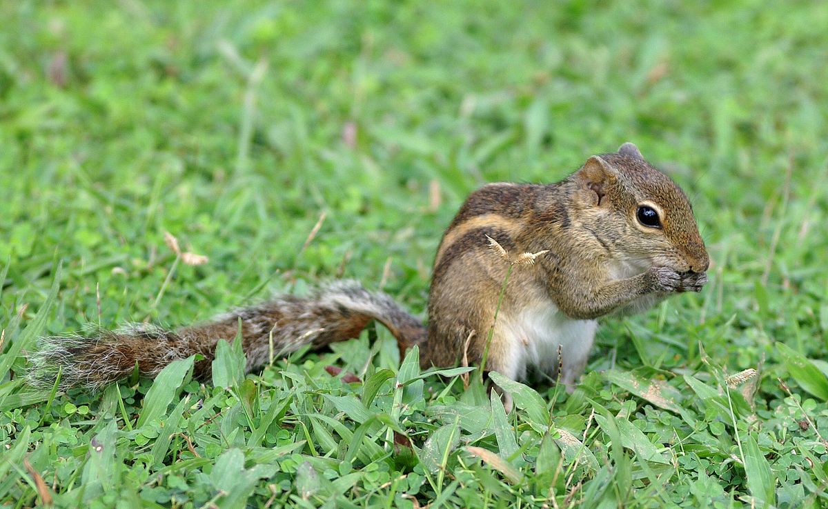 File:Sri Lanka Streifenhörnchen.JPG - Wikipedia