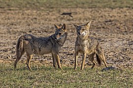 Canis aureus naria (Sri Lankan jackals) pregnant female (left) and male