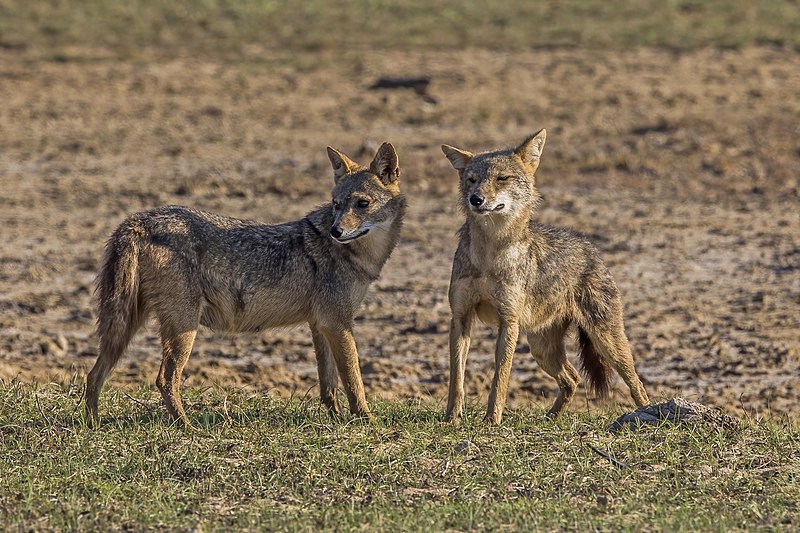 File:Sri Lankan jackals (Canis aureus naria) male and pregnant female 4.jpg