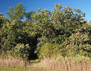 Saint Cloud and Red River Valley Stage Road–Kandota Section United States historic place