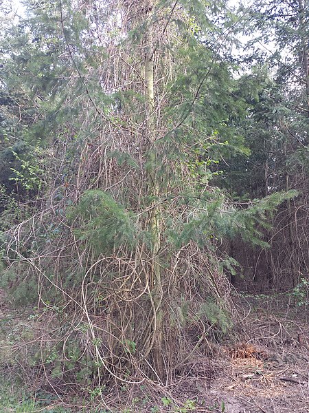 File:Standortfremde Monokultur im Schwarzwald südöstlich von Hollabrunn sl7.jpg