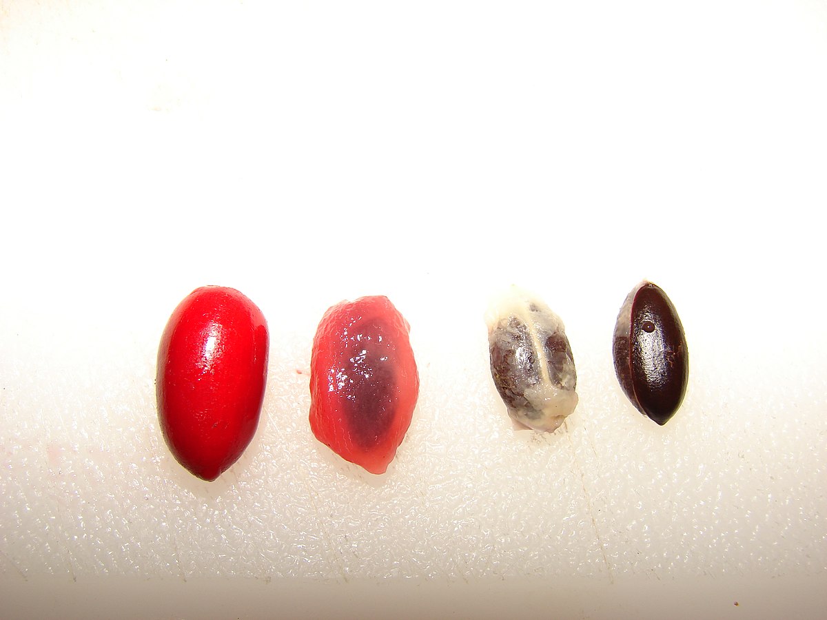 Семена miracle berries. Synsepalum dulcificum. Магический фрукт – синсепалум. Tibetan Miracle Seeds.