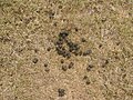 Starr-130422-1996-Paspalum vaginatum-turf with deer poop-Kahului-Maui (24583443483).jpg