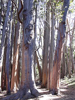 Atvašinis eukaliptas (Eucalyptus obliqua)