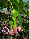 Miniatura para Passiflora tarminiana