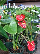火鶴花的花序，包括一個佛焰苞片和肉穗花序。