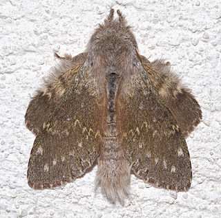 <span class="mw-page-title-main">Lobster moth</span> Species of insect