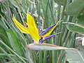 Strelitzia reginae var. citrina