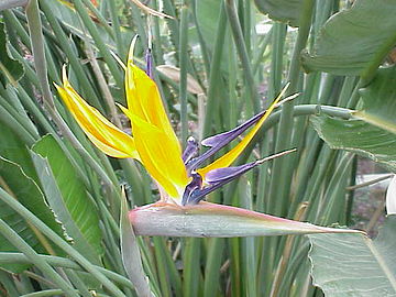 Strelitzia Reginae