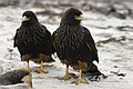 Striated caracara on Sealion Island, part of the Falkland Islands