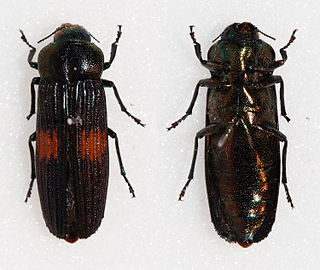 <i>Strigoptera bimaculata</i> Species of insect