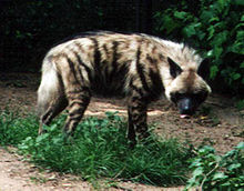 Striped hyena Striped Hyena.jpg