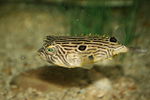 Thumbnail for Striped burrfish