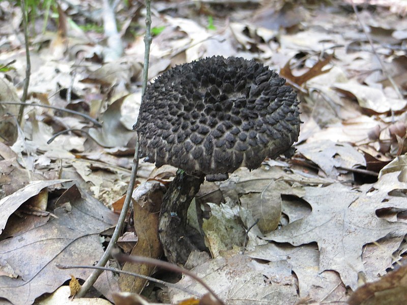 File:Strobilomyces strobilaceus 46635527.jpg