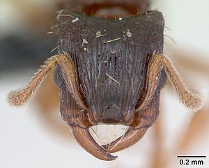 Strongylognathus testaceus casent0173185 head 1.jpg