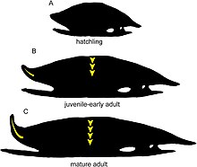 Hypothetical ontogenetic series of Stupendemys geographica Stupendemys ontogeny.jpg
