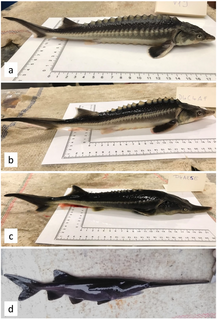 Sturddlefish Hybrid fish