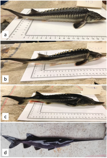 Yearlings of A. gueldenstaedtii (a) and P. spathula (d), and their hybrids: (b) typical LH (larger genome) hybrid, (c) typical SH (smaller genome) hybrid. Sturddlefish.png