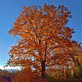 * Nomination Sugar maple at the Nottawasaga Bluffs Conservation Area, Ontario , Canada. --The Cosmonaut 01:01, 24 November 2020 (UTC) * Promotion  Support Good quality.--Agnes Monkelbaan 05:25, 24 November 2020 (UTC)  Support Good quality. --Debashritaiitmandi 05:27, 24 November 2020 (UTC)