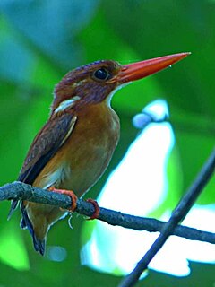 Sulawesi dwarf kingfisher