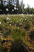 Linaigrette vaginée