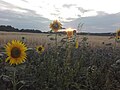 Sunflower Dortmund 46.jpg
