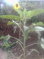 Sunflower Nyamira county Kenya