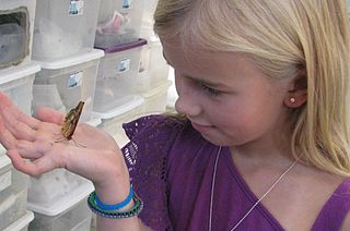 <span class="mw-page-title-main">Commercial butterfly breeding</span>