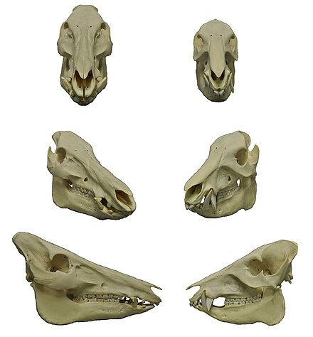 Skulls of wild boar (left) and white-lipped peccary (right): Note how the upper canines of the peccary point downwards.