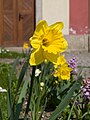 Čeština: Narcis žlutý, Světlá nad Sázavou English: Narcissus pseudonarcissus, Světlá nad Sázavou