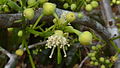 Bezkorunné květy Swartzia apetala