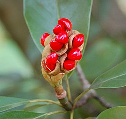 Magnolia: Descrição, Taxonomia, Referências