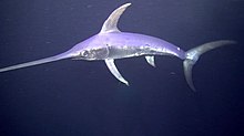 Swordfish natural environment.jpg