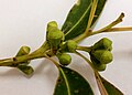 Sydney Blue Gum (E.saligna) - buds.jpg