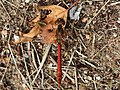 Sympetrum sanguineum (Müller, 1764)