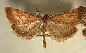 Synaphe.punctalis.mounted.jpg-kuvan kuvaus.