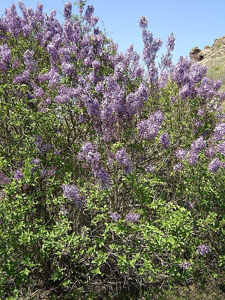 File:Syringa vulgaris Bulgaria 1.jpg