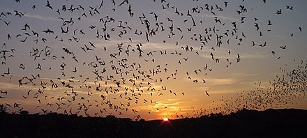 Mexican free-tailed bats on their long aerial migration Tadarida brasiliensis outflight Hristov Carlsbad Caverns.jpg