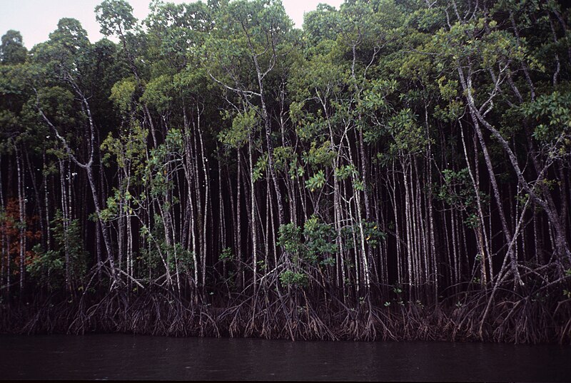 File:Tall Mangroves, Daintree River, Daintree 1989 QUT-513.jpg