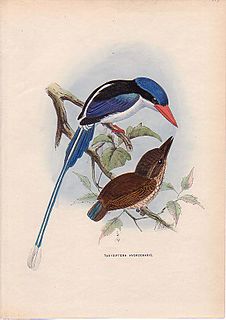 The little paradise kingfisher is a species of bird in the family Alcedinidae.
It is found in the Aru Islands and southern New Guinea.