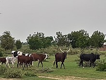 Dutch bulls and cows at Wallya community during the rainy season in Cameroon Taureaux et vaches hollandais a wallya Cameroun.jpg