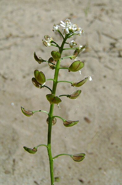 File:Teesdalia nudicaulis kz3.jpg