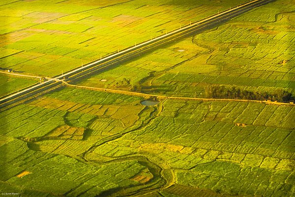 An agricultural field in Terai