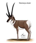 Restoration of the Pleictocene pronghorn Tetrameryx Tetrameryx shuleri.png