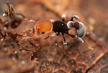 T. fulviceps Tetramorium fulviceps.jpg